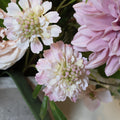 The Natural Garden Collection Pale Pink Scabious Stem_5634