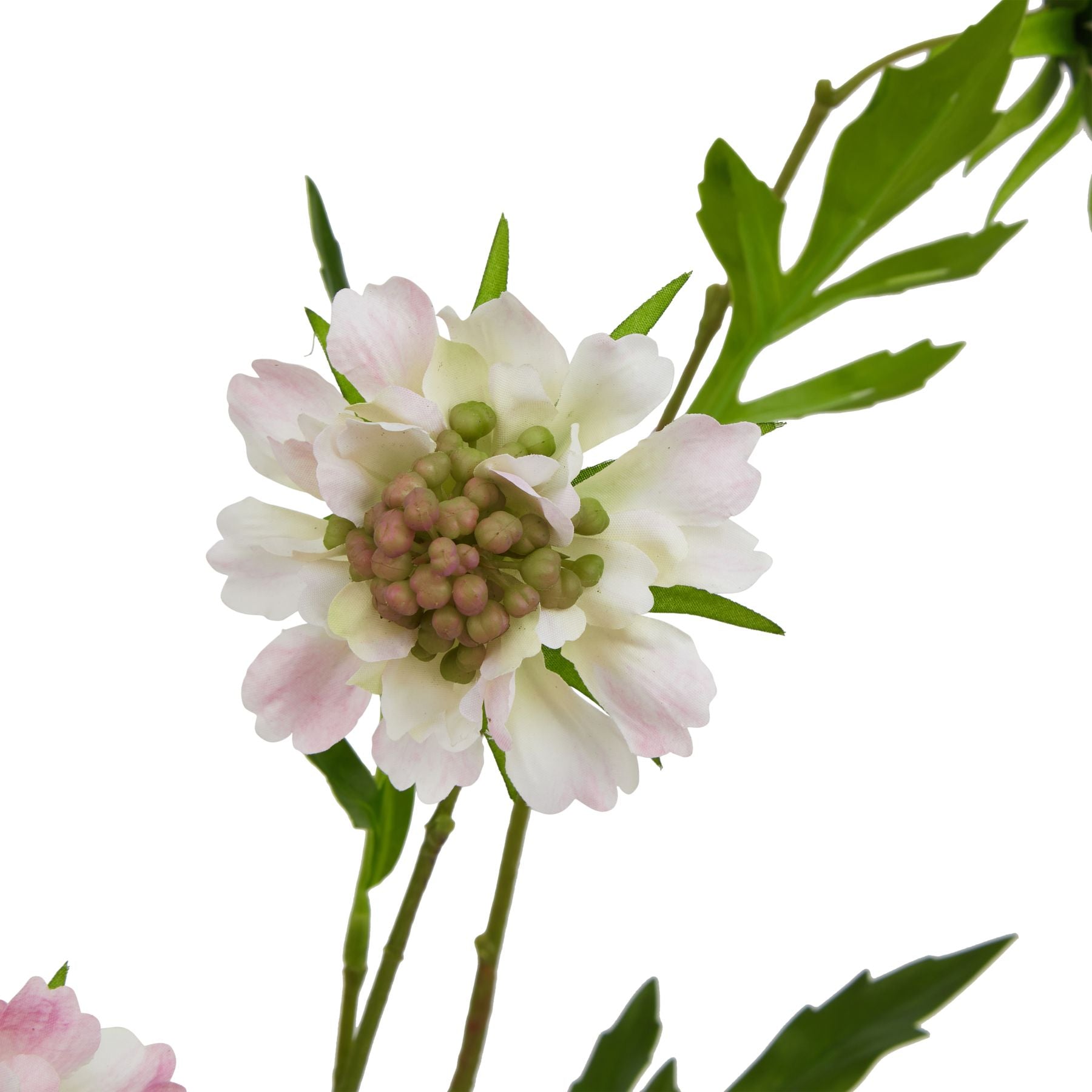 The Natural Garden Collection Pale Pink Scabious Stem_5632