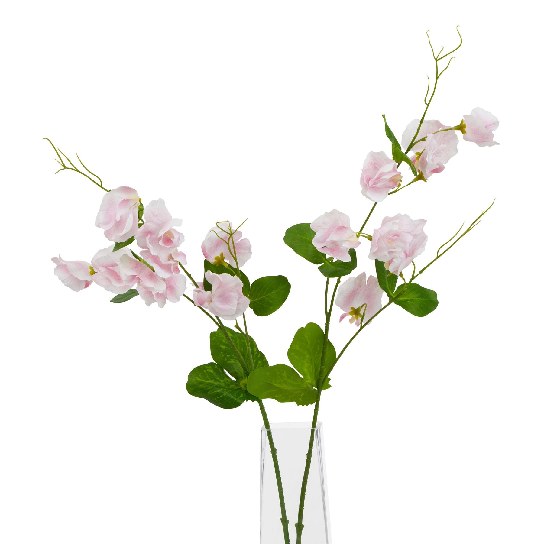 The Natural Garden Collection Pale Pink Sweetpea Stem_5637