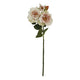 The Natural Garden Collection Palest Blush Tea Rose_5641