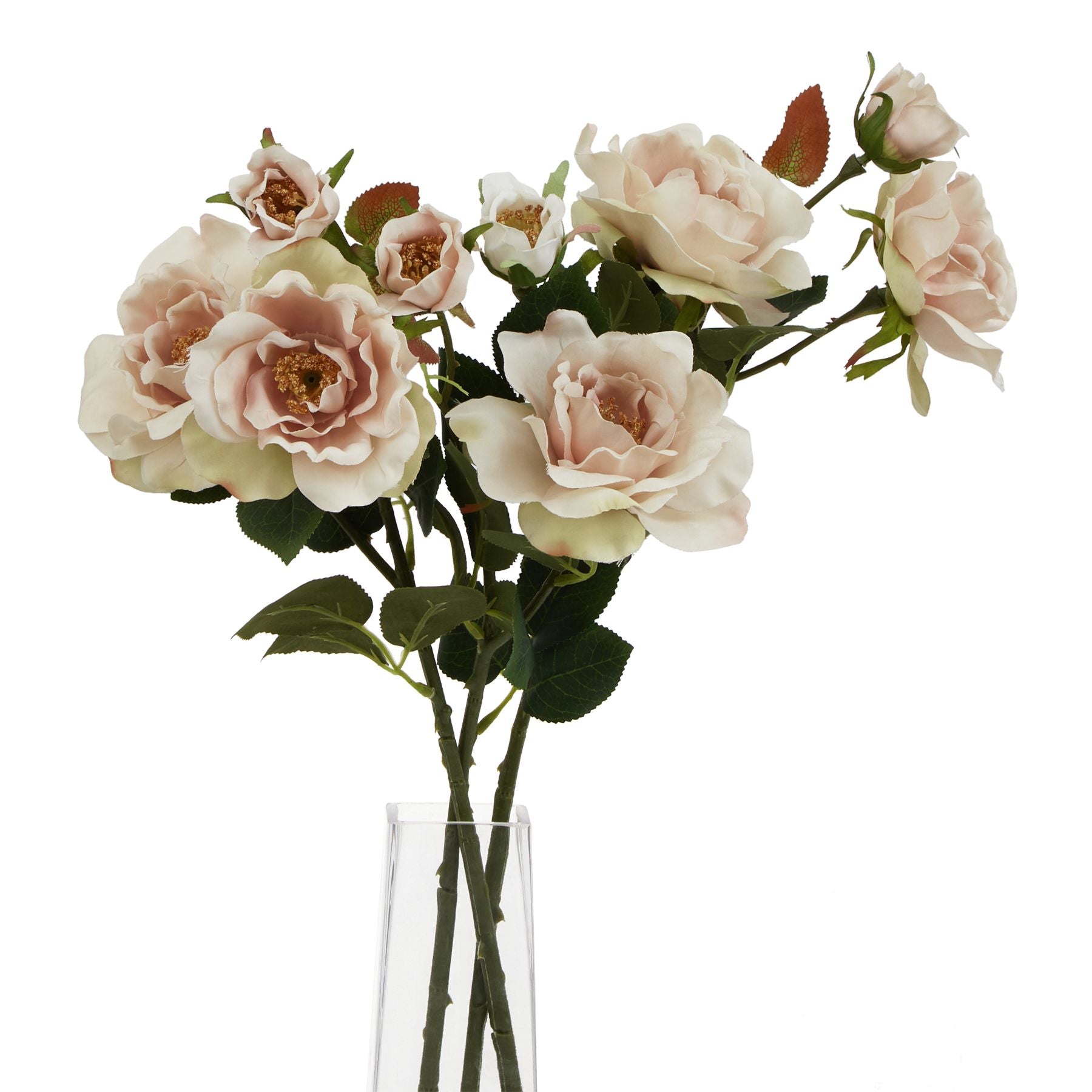 The Natural Garden Collection Palest Blush Tea Rose_5642