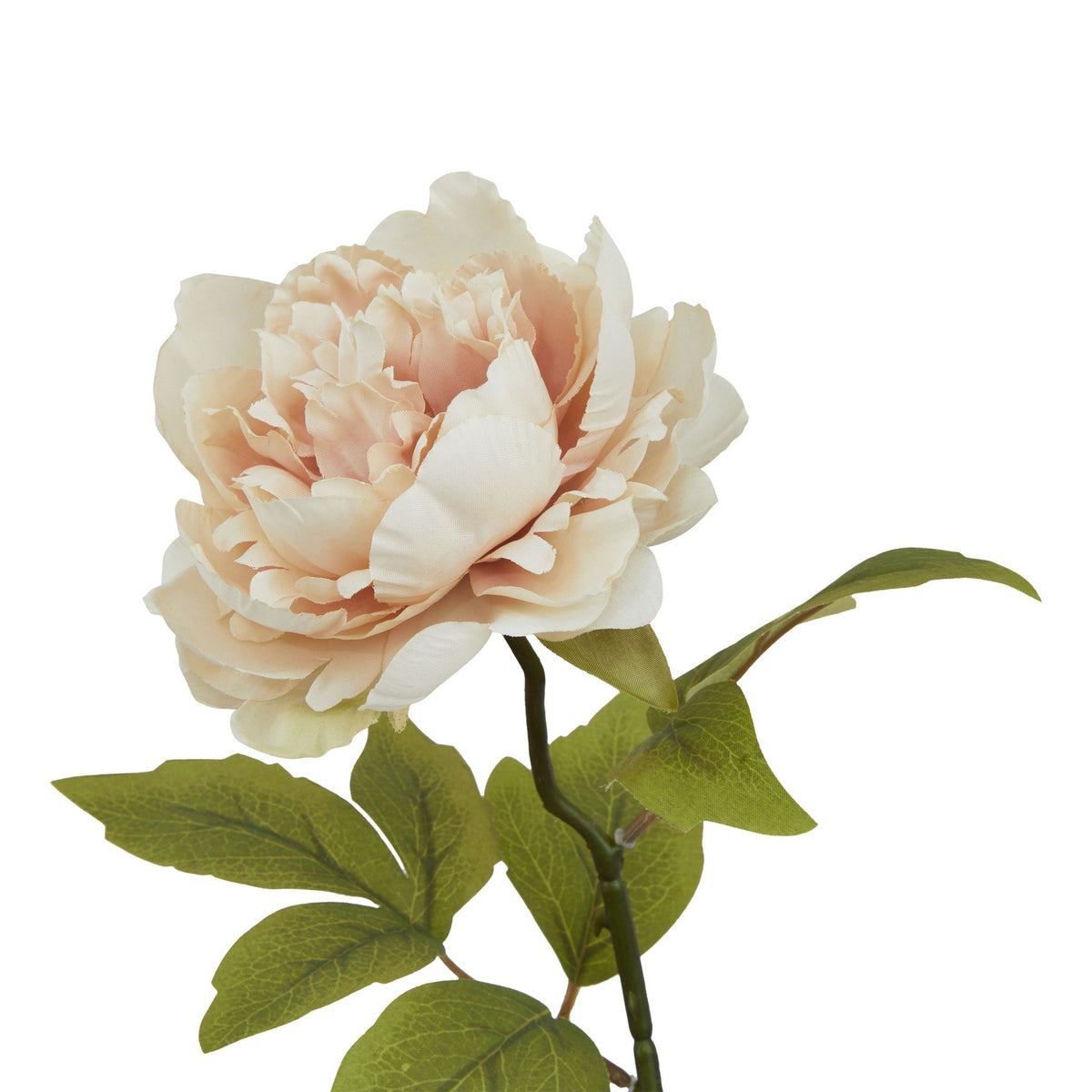 The Natural Garden Collection Blush Peony_5607