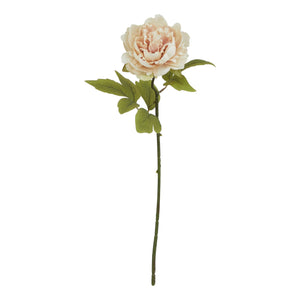 The Natural Garden Collection Blush Peony_5606