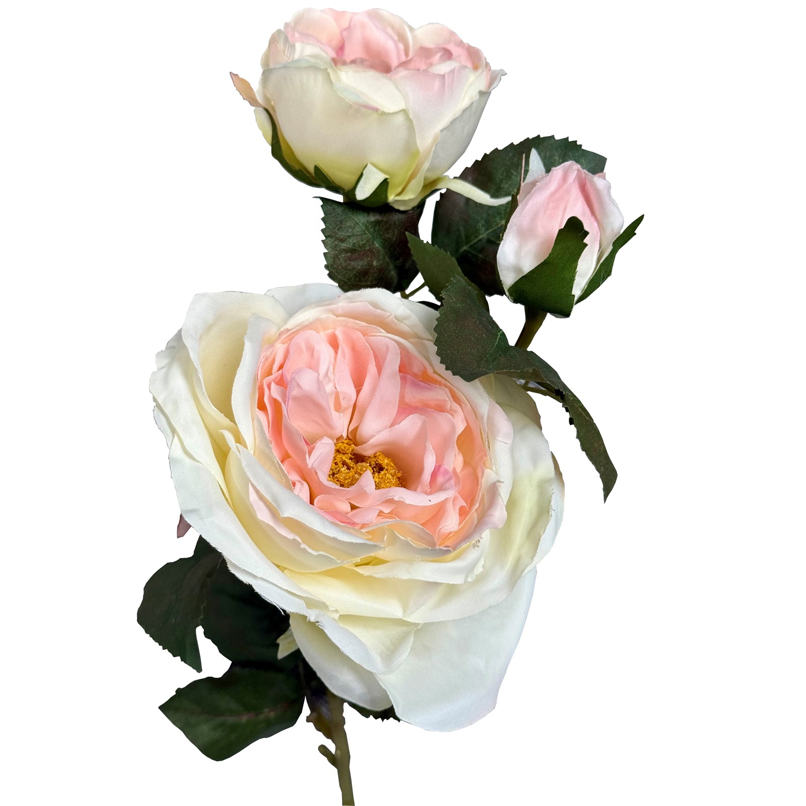The Natural Garden Collection Pink Charity Rose_5643