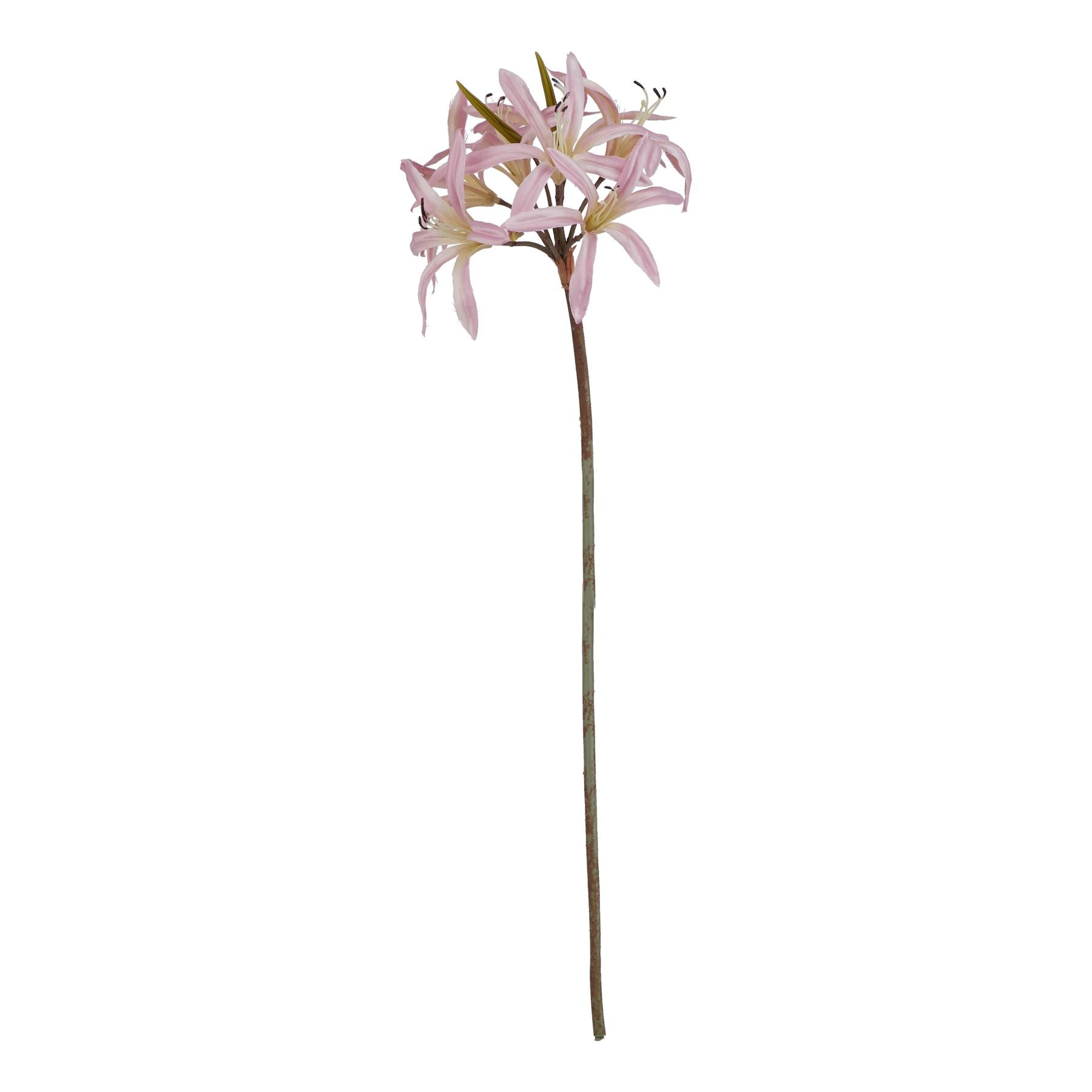 The Natural Garden Collection Pink Lily Stem_5650