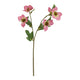The Natural Garden Collection Pink Varigated Hellibore_5656