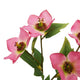 The Natural Garden Collection Pink Varigated Hellibore_5657