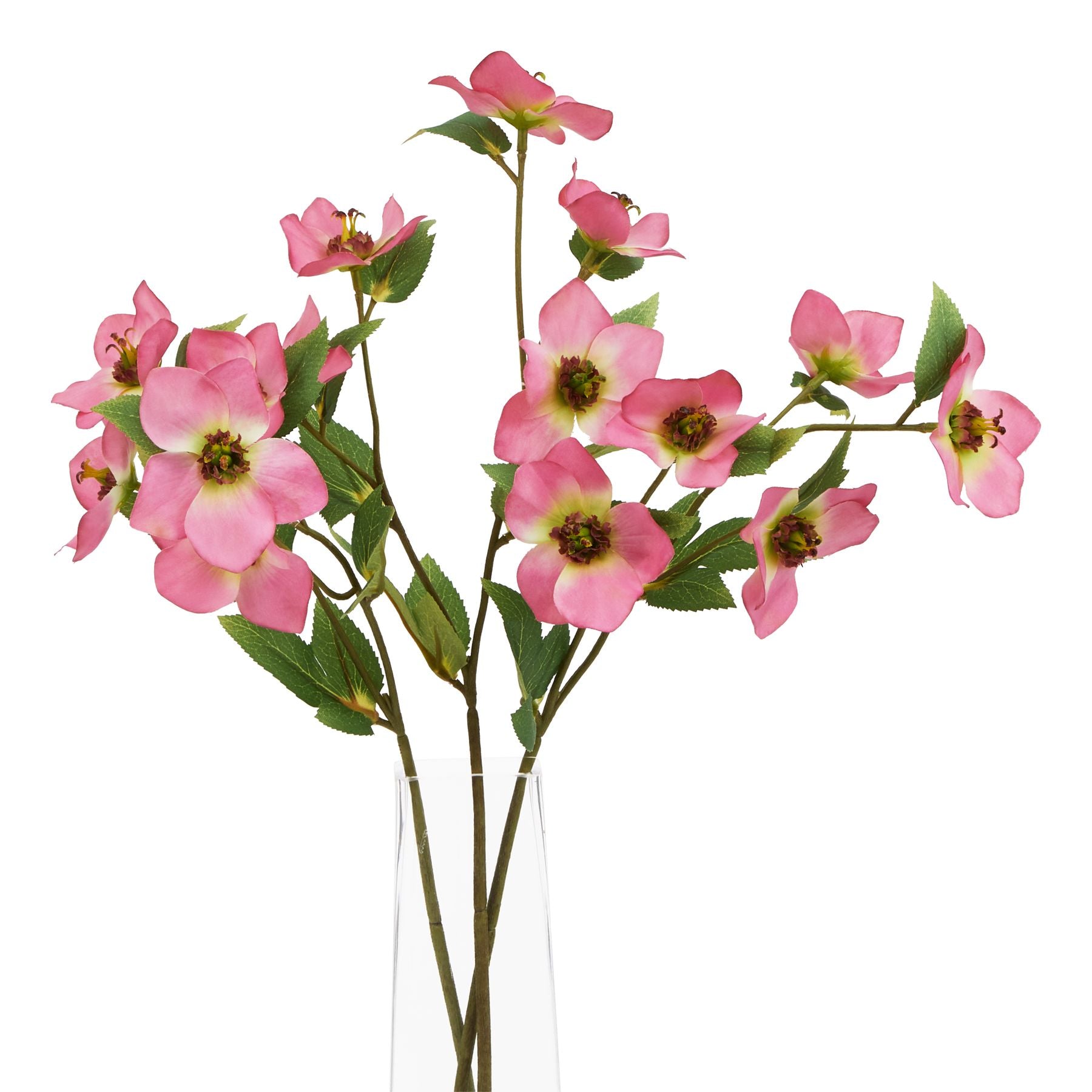 The Natural Garden Collection Pink Varigated Hellibore_5658