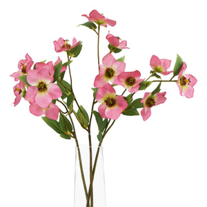 The Natural Garden Collection Pink Varigated Hellibore_5658