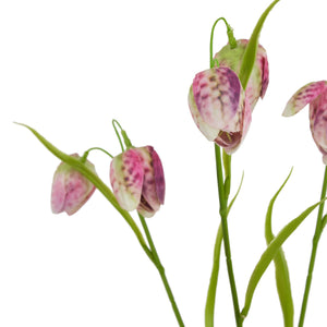 The Natural Garden Collection Purple Fritillaria Stem_5664