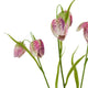 The Natural Garden Collection Purple Fritillaria Stem_5664