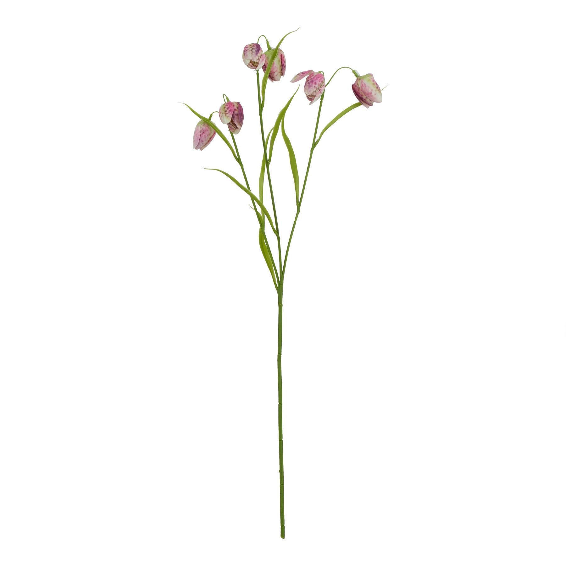 The Natural Garden Collection Purple Fritillaria Stem_5663