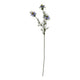 The Natural Garden Collection Purple Nigella Love In A Mist_5667