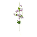 The Natural Garden Collection Purple Sweetpea Stem_5672