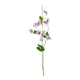 The Natural Garden Collection Purple Sweetpea Stem_5672