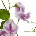 The Natural Garden Collection Purple Sweetpea Stem_5673