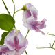 The Natural Garden Collection Purple Sweetpea Stem_5673