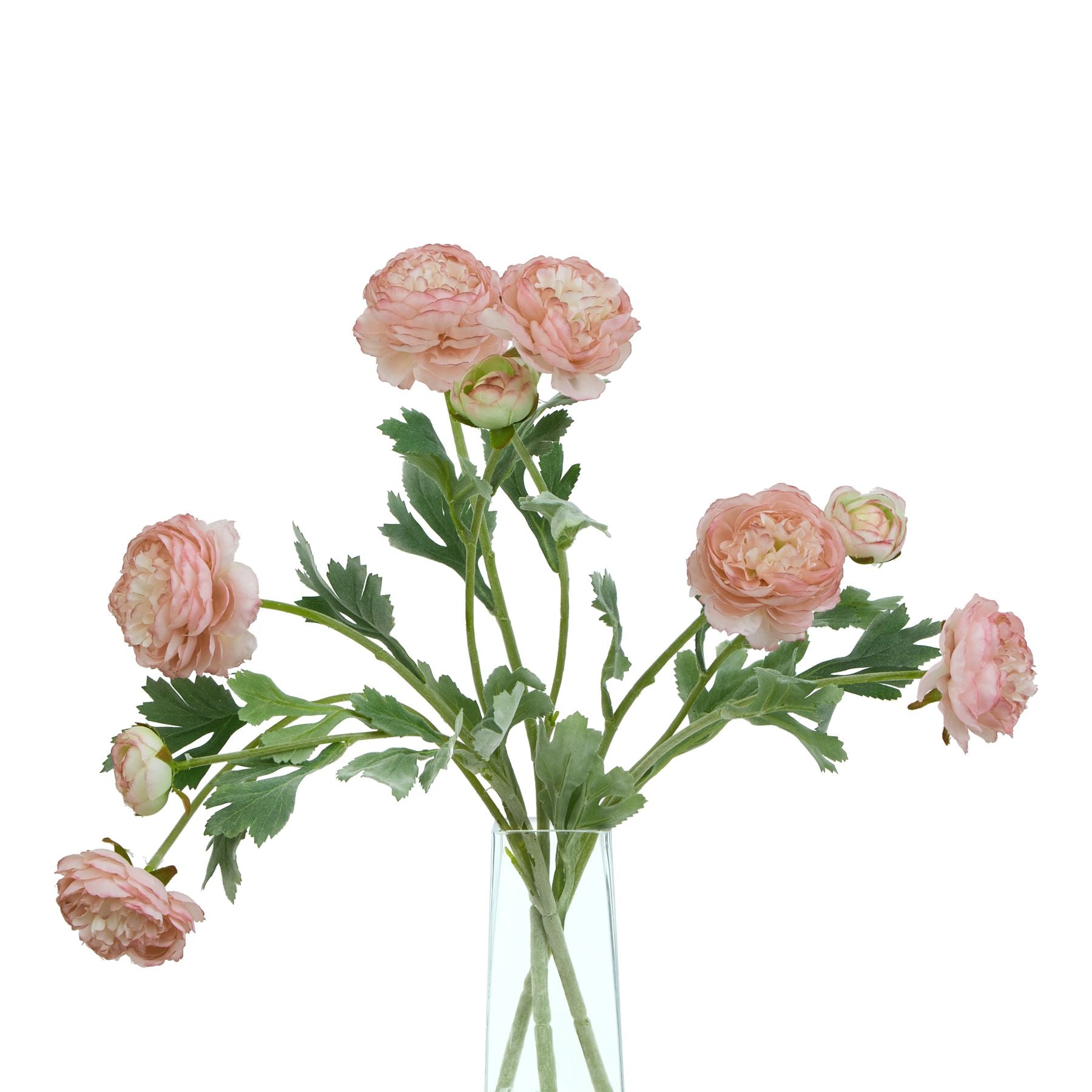 The Natural Garden Collection Ranunculus_5655