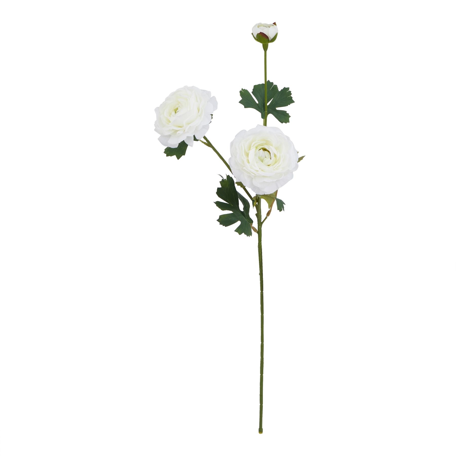 The Natural Garden Collection Ranunculus_5715