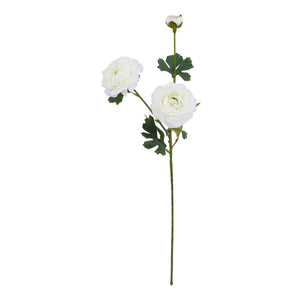 The Natural Garden Collection Ranunculus_5715