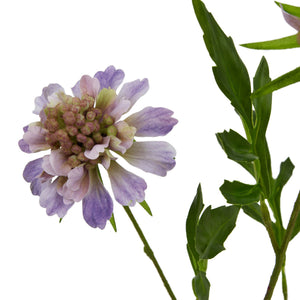 The Natural Garden Collection Purple Scabious Stem_5671