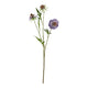 The Natural Garden Collection Purple Scabious Stem_5670