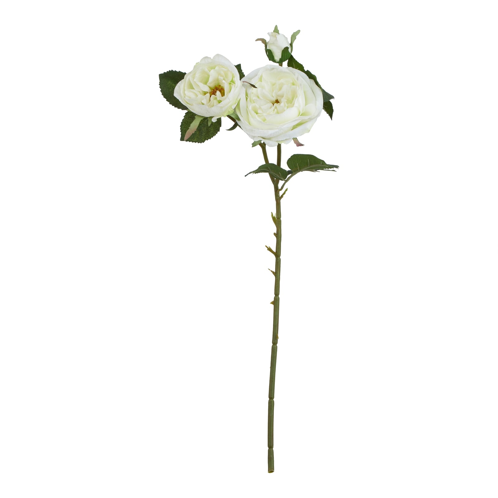 The Natural Garden Collection White Charity Rose [cid:23396-b]