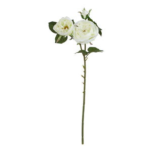 The Natural Garden Collection White Charity Rose [cid:23396-b]