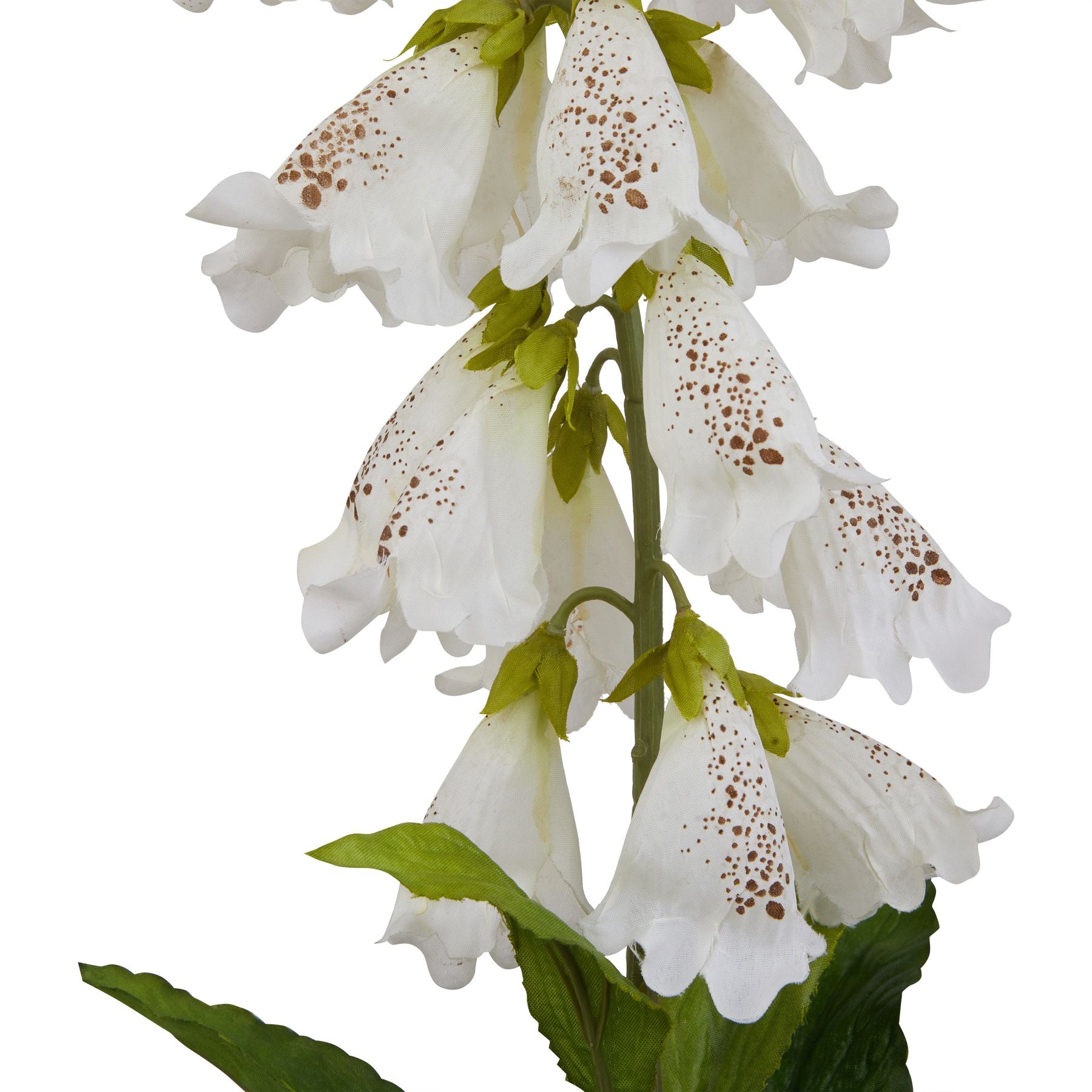 The Natural Garden Collection White Foxglove_5689