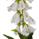 The Natural Garden Collection White Foxglove_5689