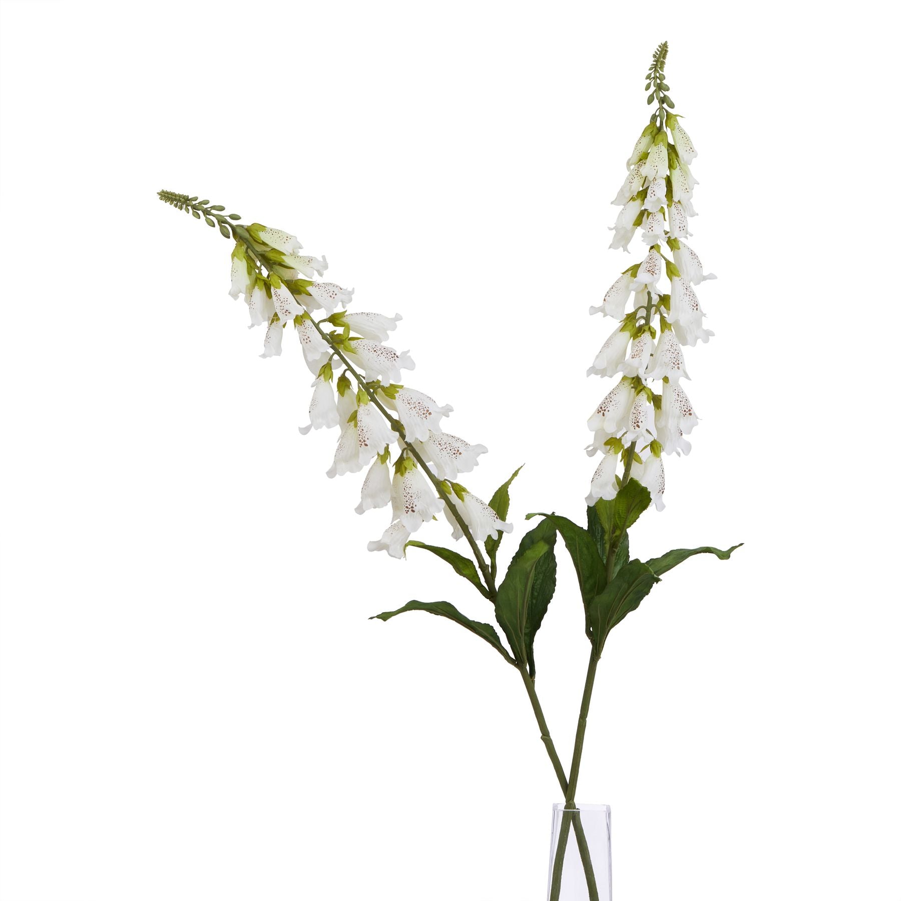 The Natural Garden Collection White Foxglove_5690