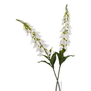 The Natural Garden Collection White Foxglove_5690