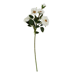 The Natural Garden Collection White Hedge Rose Stem_5694