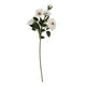 The Natural Garden Collection White Hedge Rose Stem_5694