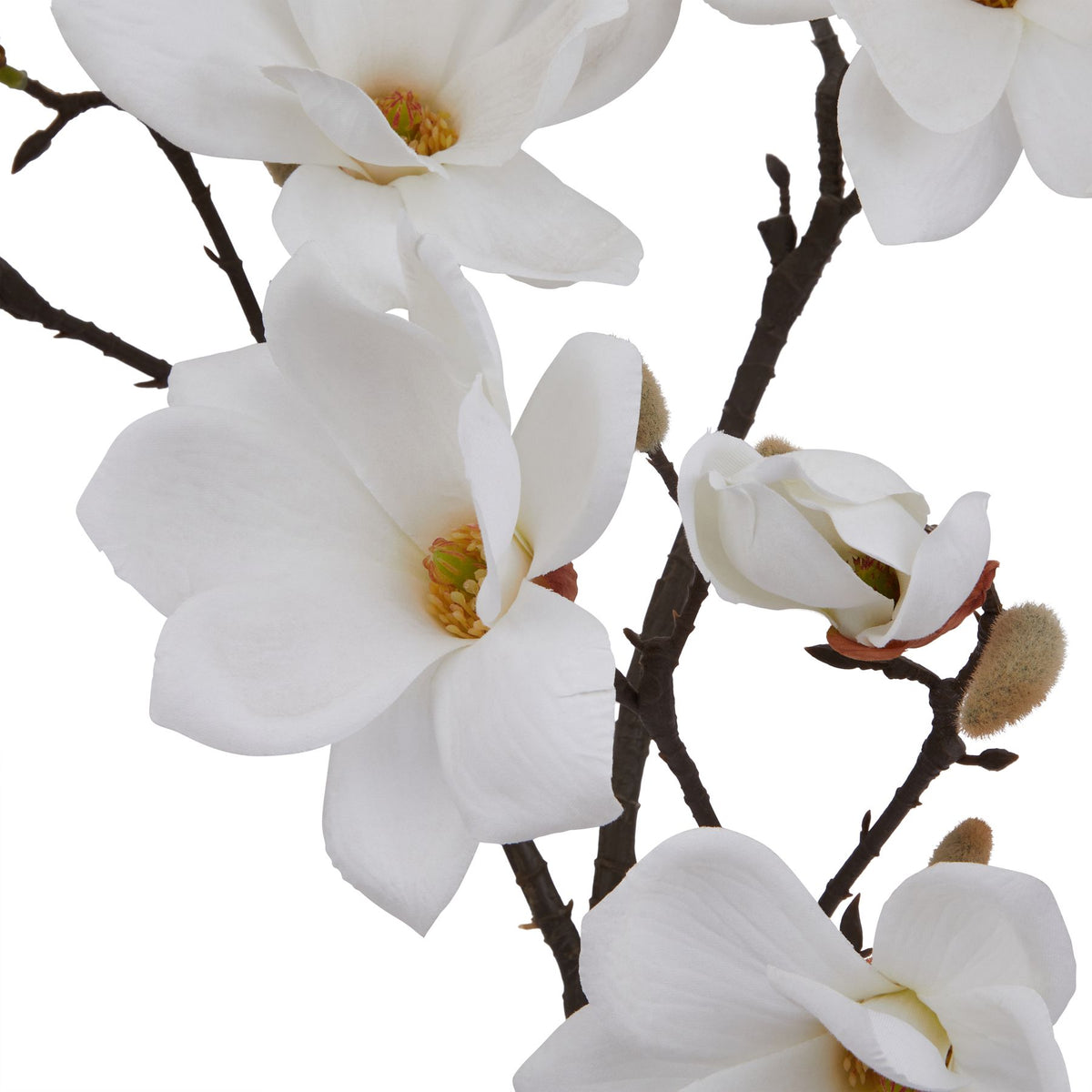 The Natural Garden Collection White Magnolia Stem_5700