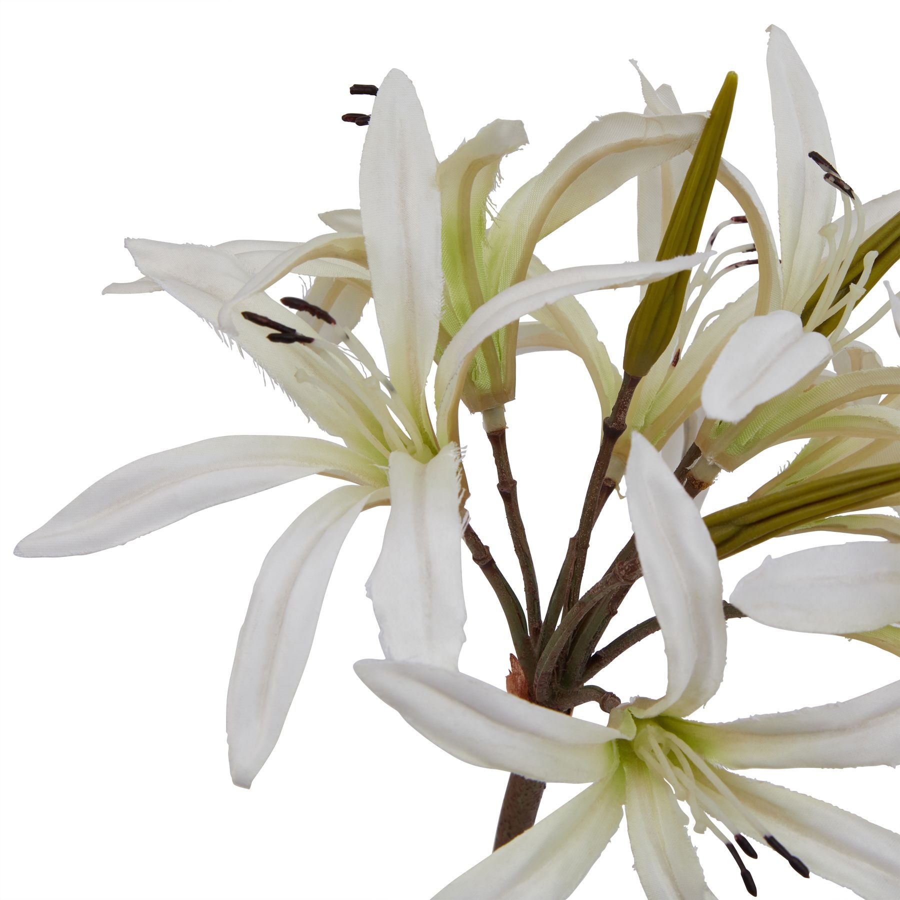 The Natural Garden Collection White Nerine Lily Stem_5703