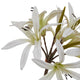 The Natural Garden Collection White Nerine Lily Stem_5703