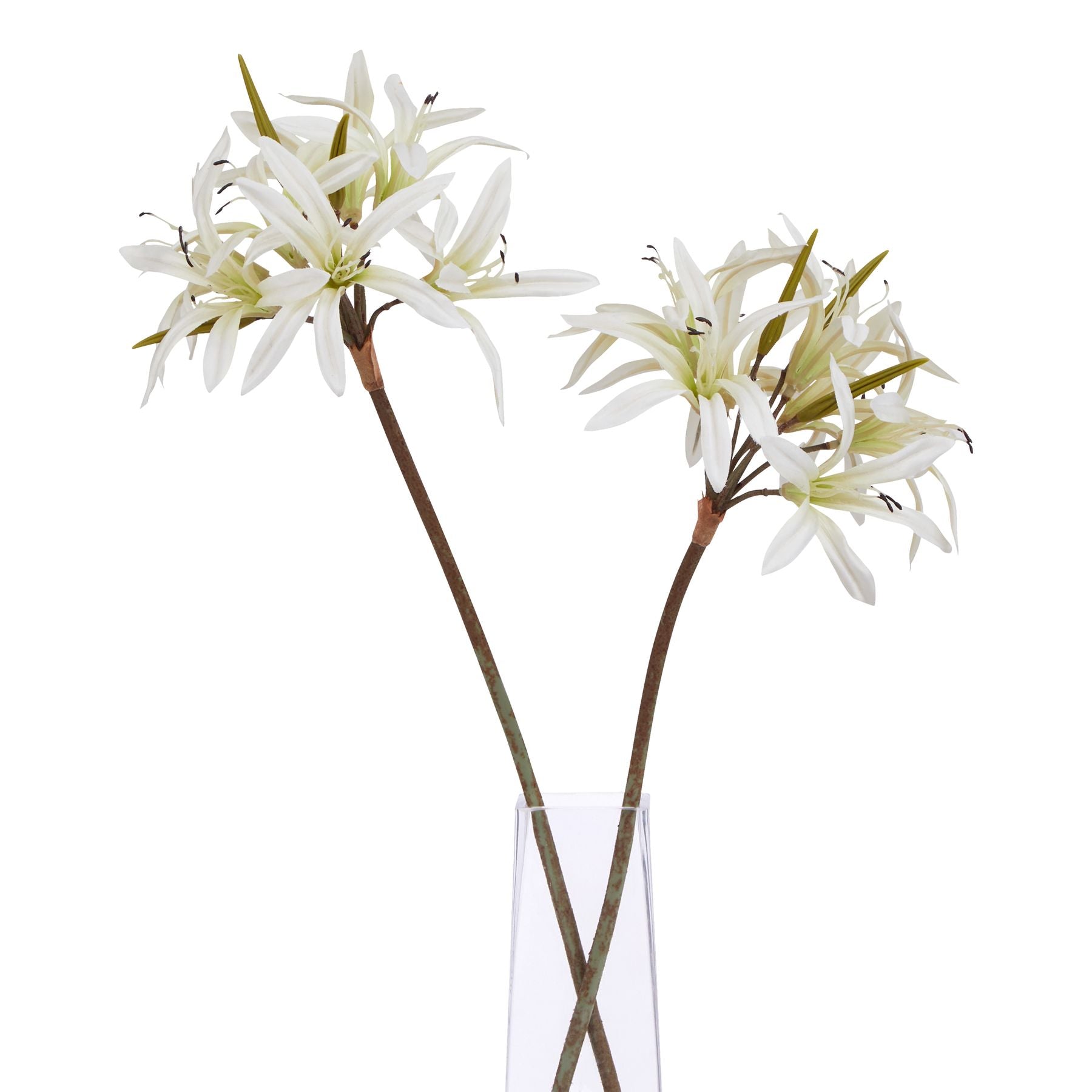 The Natural Garden Collection White Nerine Lily Stem_5704