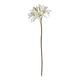 The Natural Garden Collection White Nerine Lily Stem_5702
