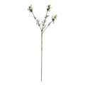 The Natural Garden Collection White Nigella Love In A Mist_5705