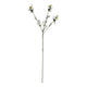 The Natural Garden Collection White Nigella Love In A Mist_5705