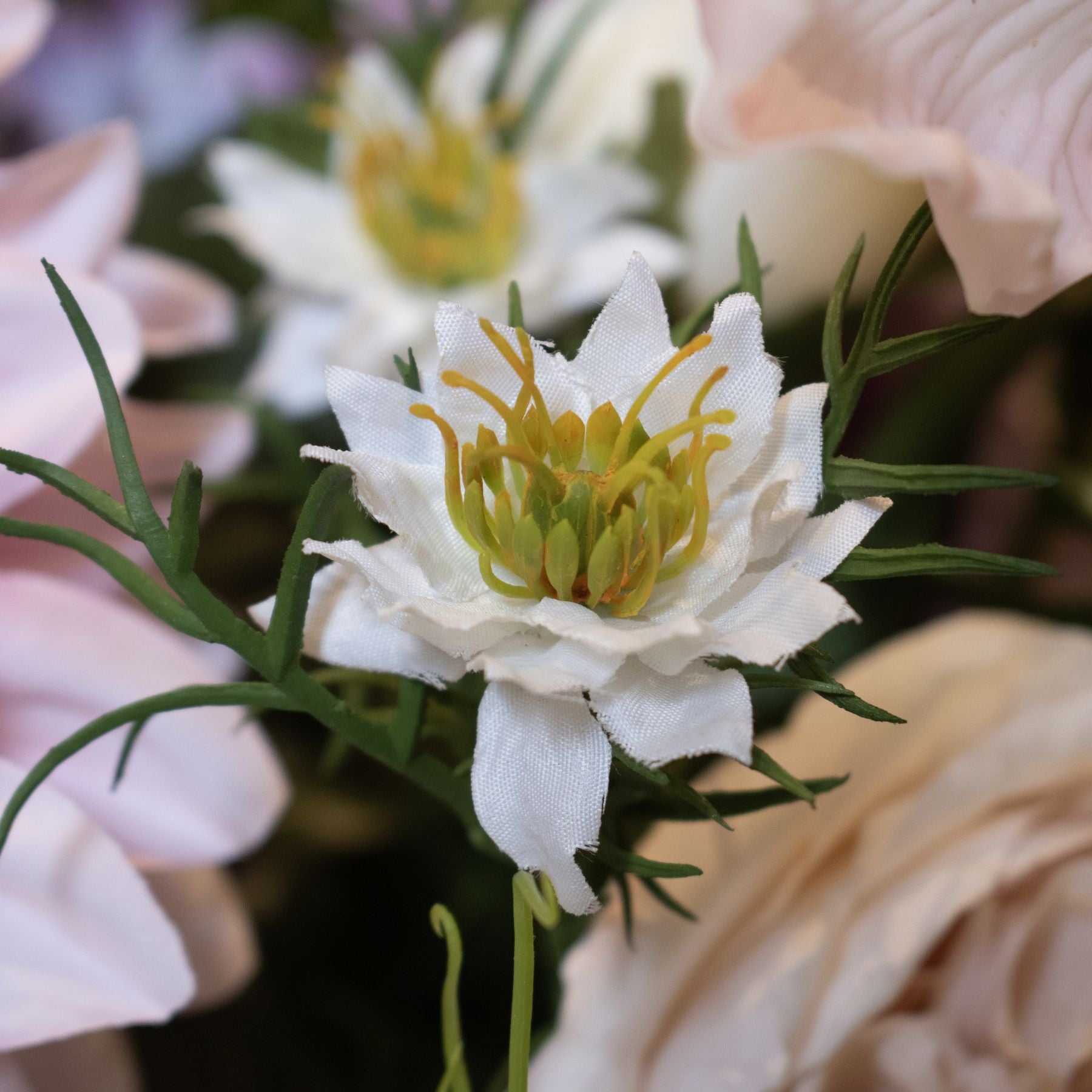 The Natural Garden Collection White Nigella Love In A Mist_5708