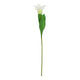 The Natural Garden Collection White Parrot Tulip_5709