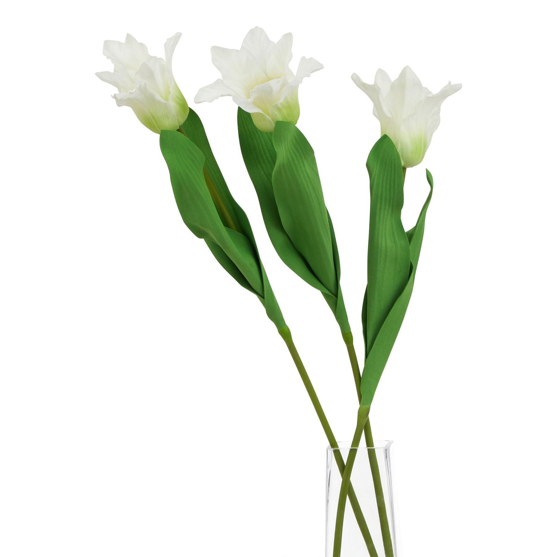 The Natural Garden Collection White Parrot Tulip_5711