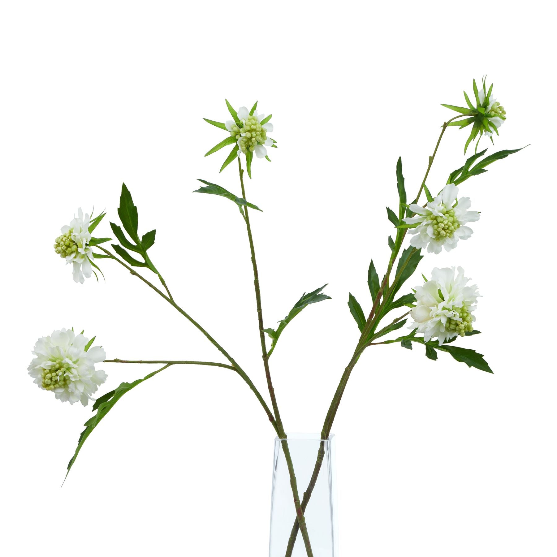 The Natural Garden Collection White Scabious Stem_5720