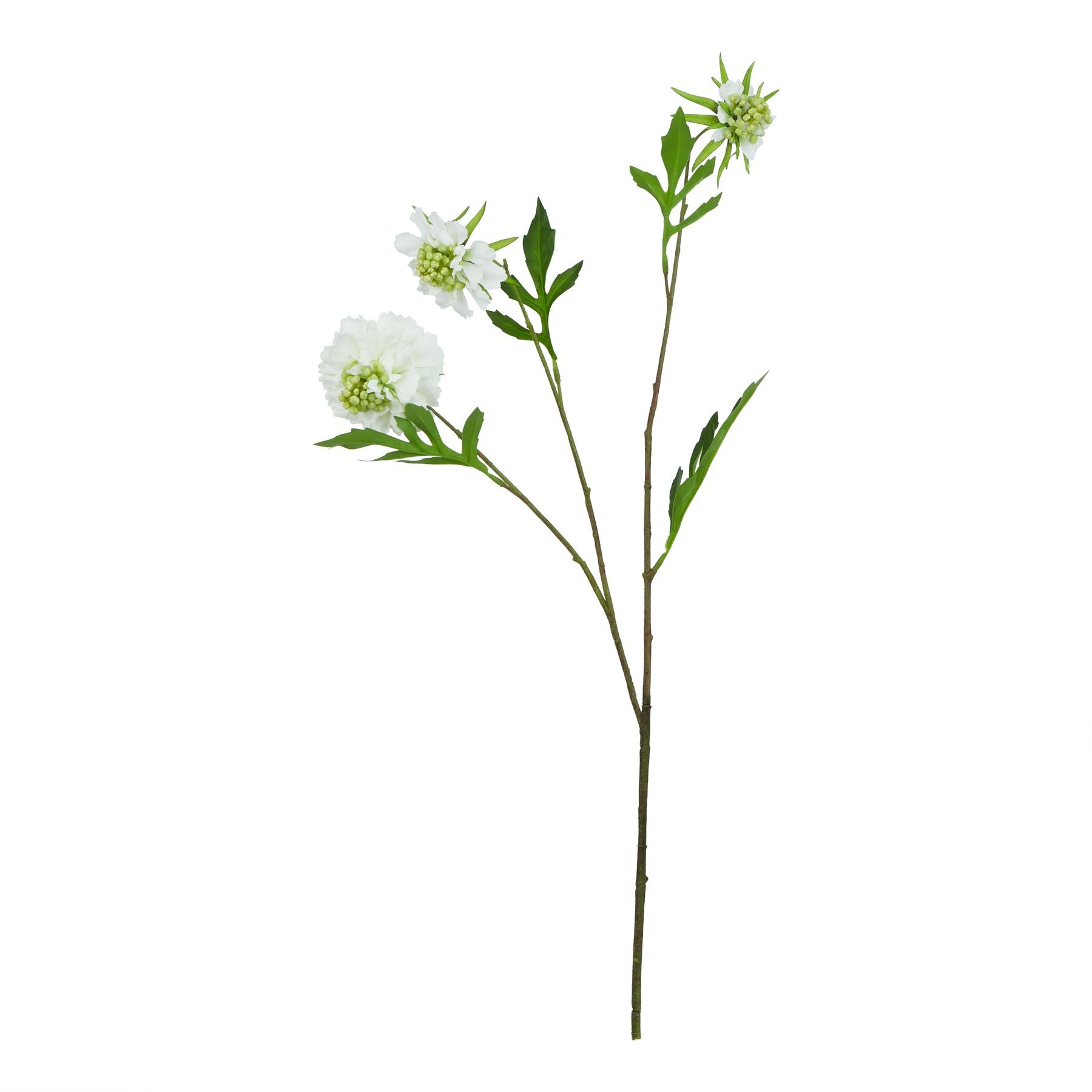The Natural Garden Collection White Scabious Stem_5718