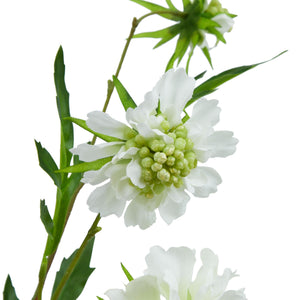 The Natural Garden Collection White Scabious Stem_5719