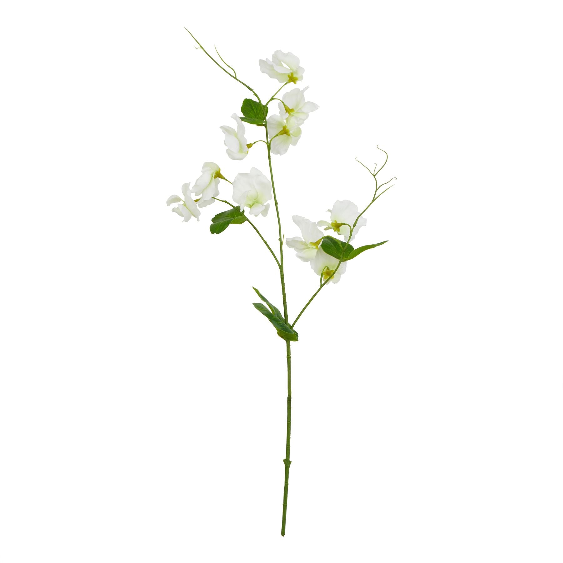 The Natural Garden Collection White Sweetpea Stem_5722