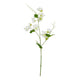 The Natural Garden Collection White Sweetpea Stem_5722