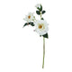 The Natural Garden Collection White Tea Rose_5726